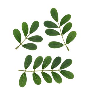 Plastic leaves
